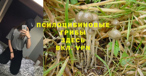 ПСИЛОЦИБИНОВЫЕ ГРИБЫ Арсеньев