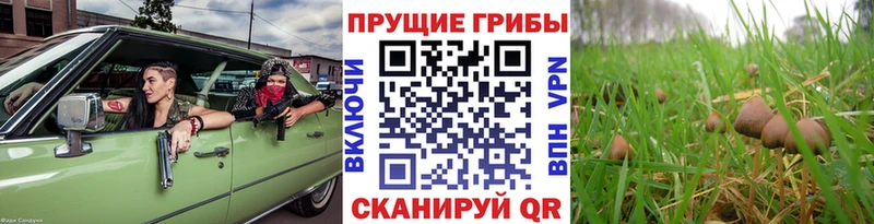 Псилоцибиновые грибы Magic Shrooms Купить закладки Алзамай